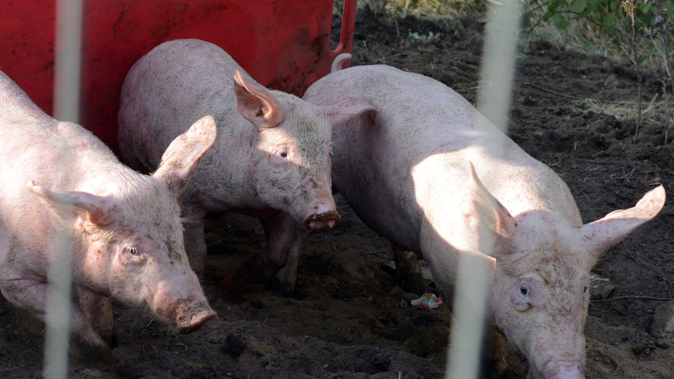 Schweine laufen aus Laster: Zahlreiche Tiere mussten als Folge des Unfalls getötet werden. (Symbolbild)