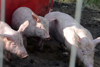 Schweine laufen aus Laster: Zahlreiche Tiere mussten als Folge des Unfalls getötet werden. (Symbolbild)