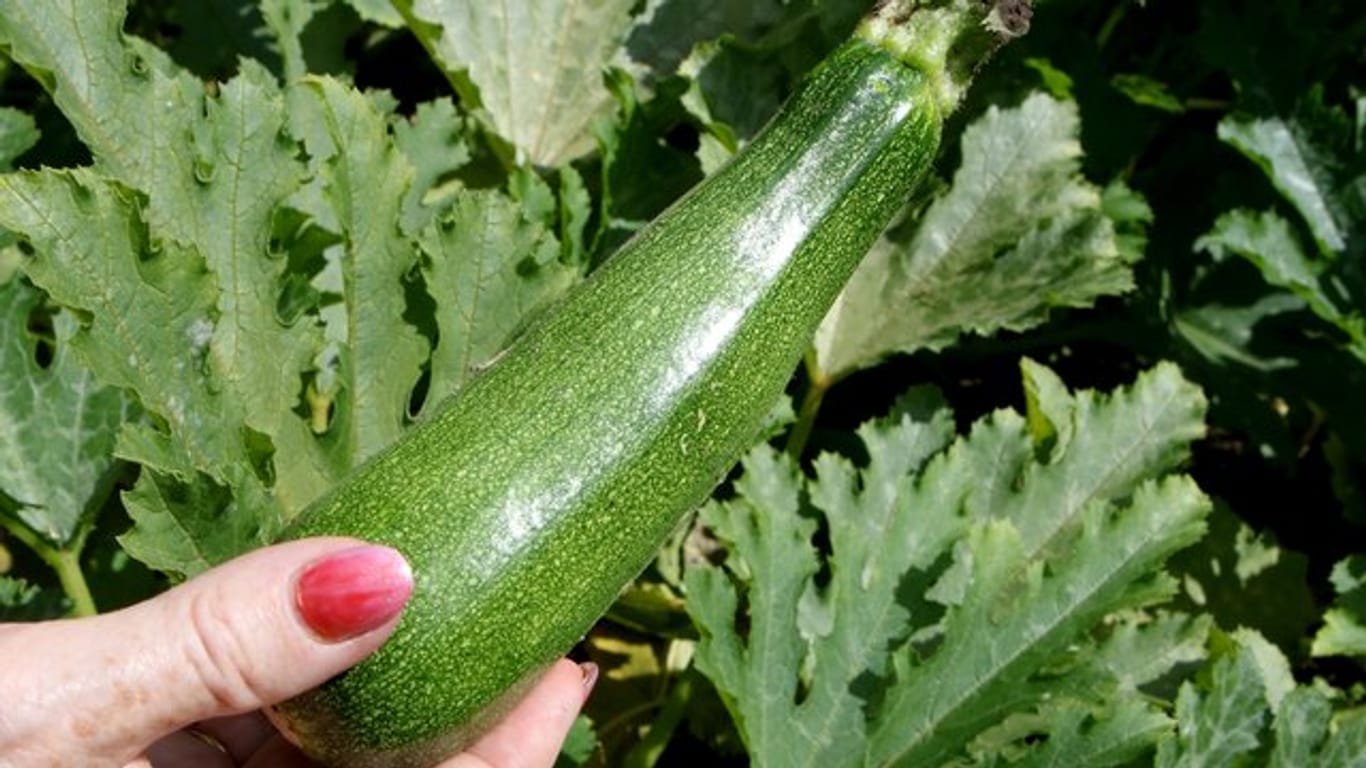 Warnzeichen: Wer Zucchini im Garten anbaut, sollte vor dem Zubereiten vorsichtig testen, ob sie bitter schmeckt.