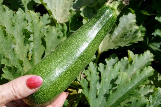 Warnzeichen: Wer Zucchini im Garten anbaut, sollte vor dem Zubereiten vorsichtig testen, ob sie bitter schmeckt.