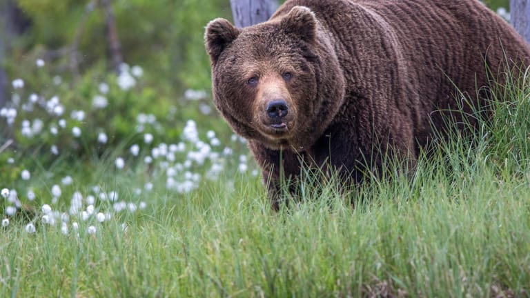 Europaeischer Braunbaer (Symbolbild): Die Familie traf in den Dolomiten auf einen Bären.
