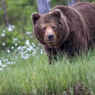 Europaeischer Braunbaer (Symbolbild): Die Familie traf in den Dolomiten auf einen Bären.