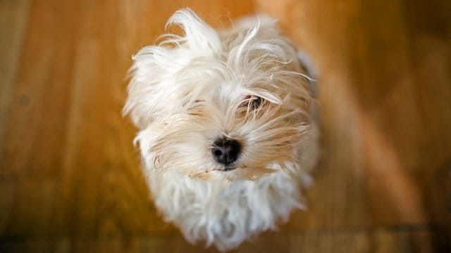 Hunde in der Wohnung: Übermäßig bellen dürfen sie nicht. Das könnte die Nachbarn stören.