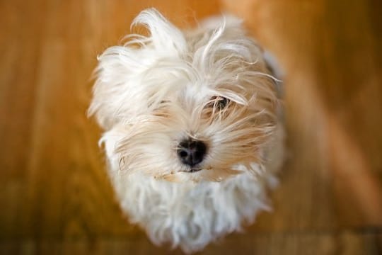 Hunde in der Wohnung: Übermäßig bellen dürfen sie nicht. Das könnte die Nachbarn stören.