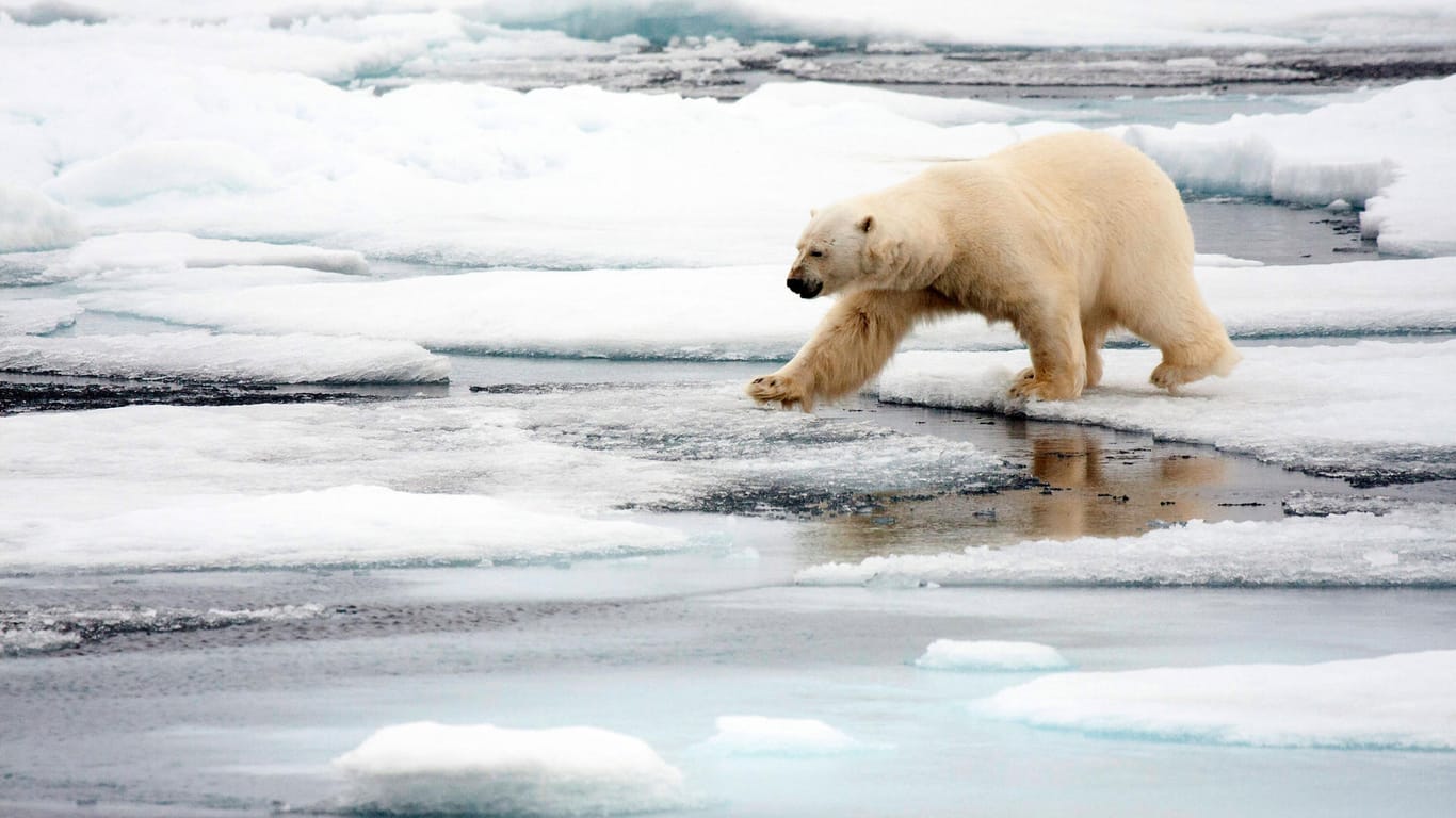 Norwegen: Ein Eisbär läuft über Eisschollen, der Lebensraum der Tiere ist weltweit durch den Klimawandel bedroht.