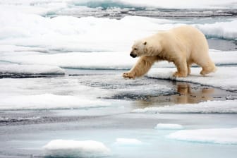 Norwegen: Ein Eisbär läuft über Eisschollen, der Lebensraum der Tiere ist weltweit durch den Klimawandel bedroht.