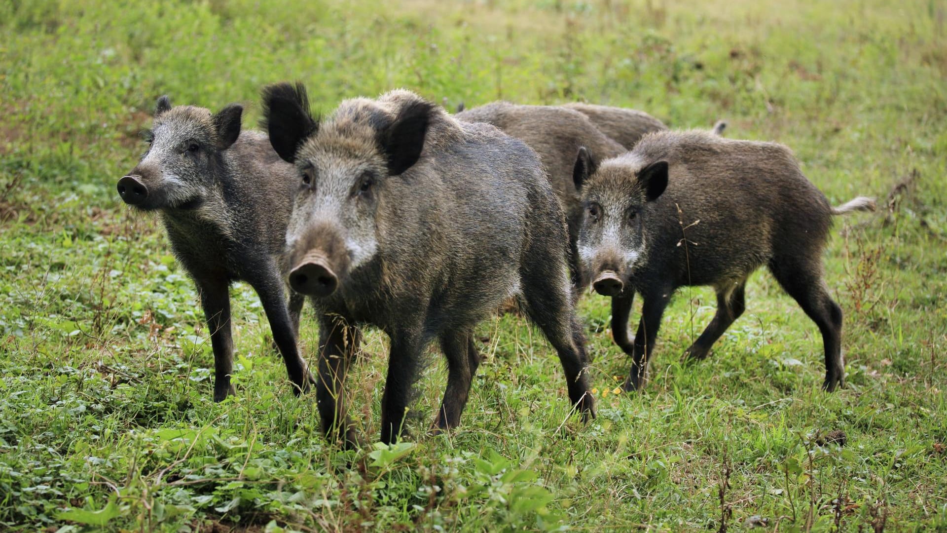 Eine Wildschweinrotte: In Berlin wurde ein Rollerfahrer von den Tieren umgelaufen. (Symbolbild) Eine Wildschweinrotte: In Berlin wurde ein Rollerfahrer von den Tieren umgelaufen. (Symbolbild)