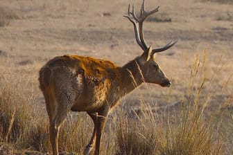 Auch das Rucervus duvacelli ist akut vom Aussterben bedroht.