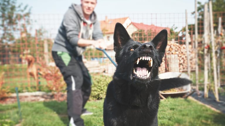 Aggressiver Hund: Eine Expertin erklärt, wie Sie am besten auf aggressive Hunde reagieren.