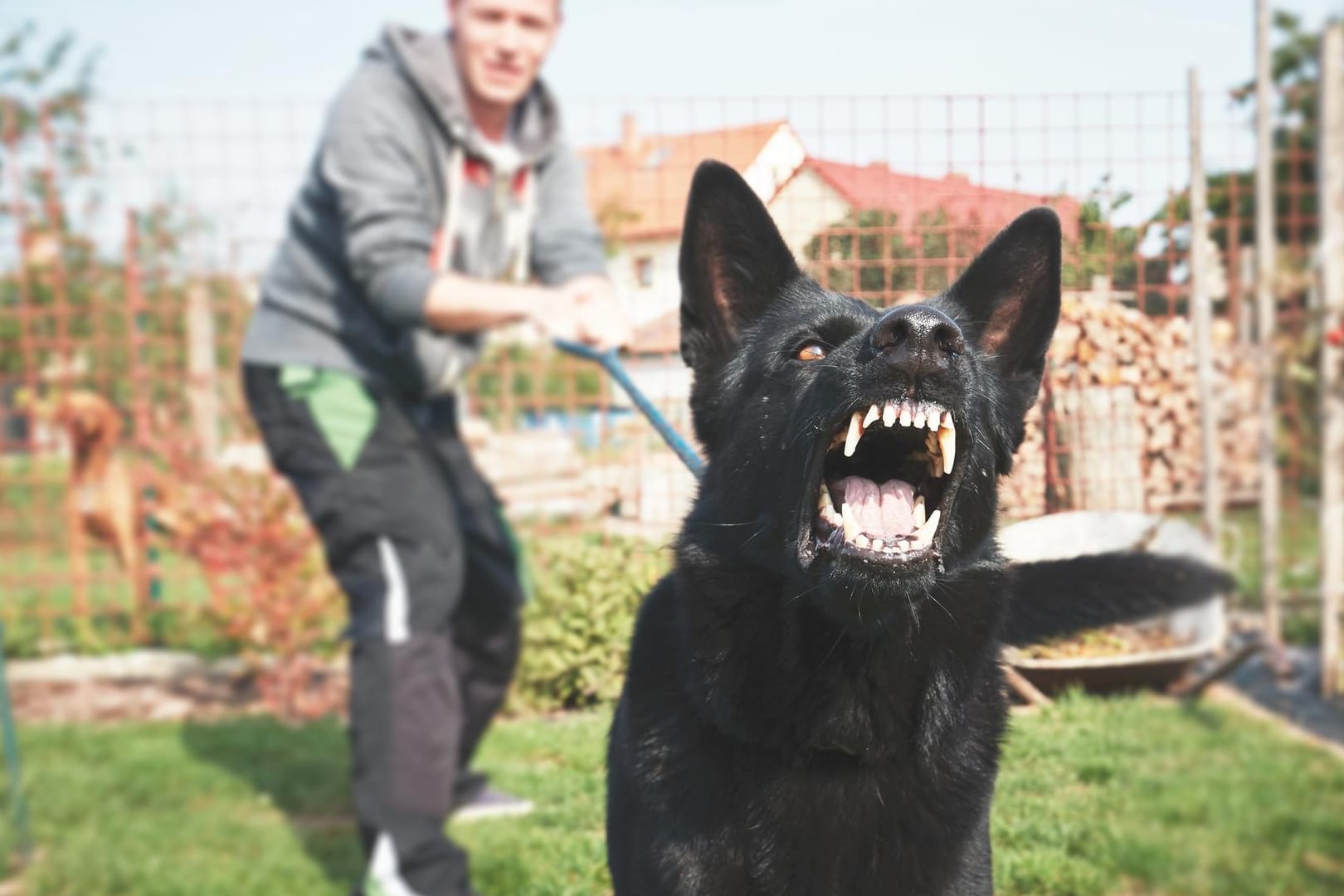 Aggressiver Hund: Eine Expertin erklärt, wie Sie am besten auf aggressive Hunde reagieren.