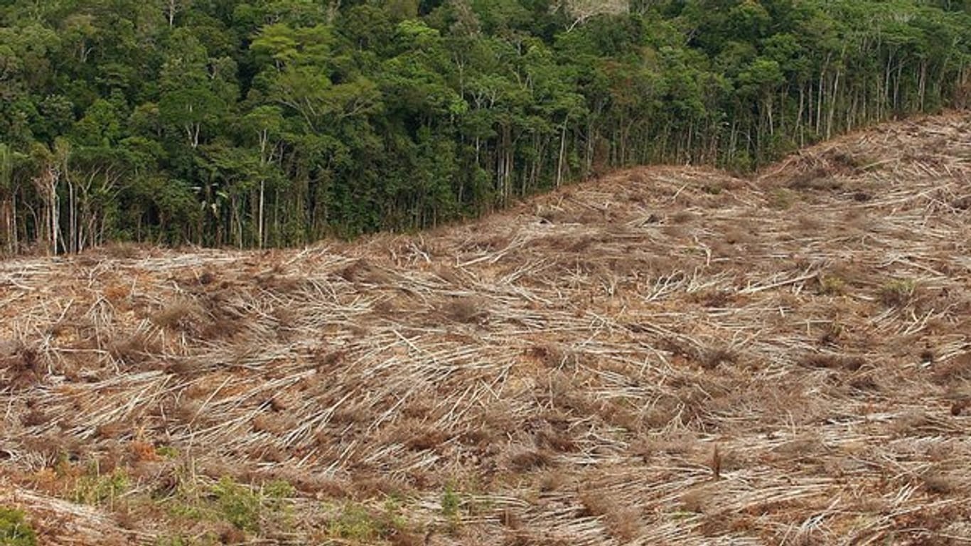 Gefällte Bäume am Rande eines Urwaldes in der brasilianischen Amazonasregion.