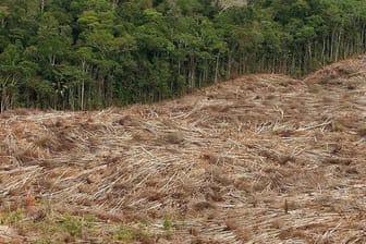 Gefällte Bäume am Rande eines Urwaldes in der brasilianischen Amazonasregion.