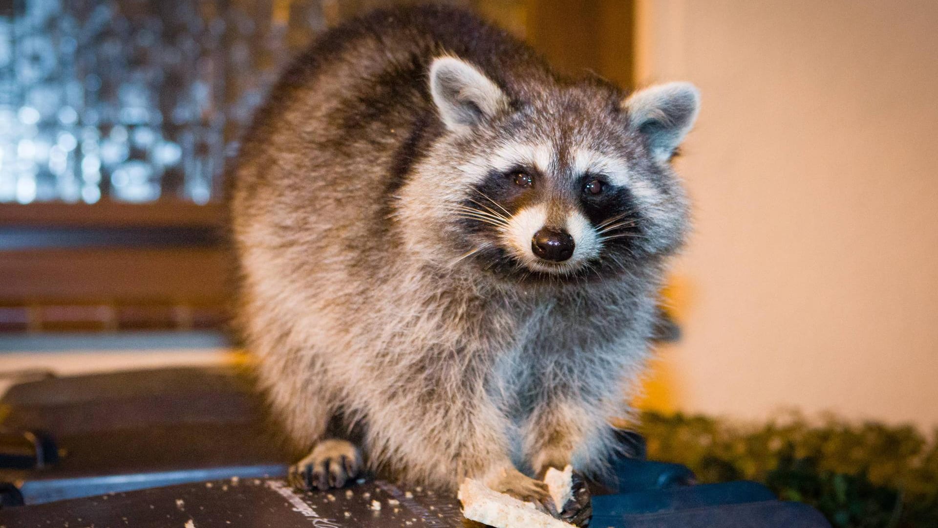 Waschbären: Stacheldraht sollte als Abwehr gegen die Tiere nicht eingesetzt werden, da dieser die Waschbären verletzen könnte.