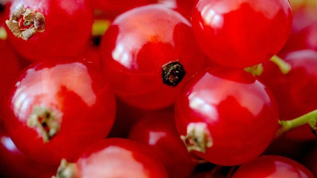 In Johannisbeeren steckt reichlich Flüssigkeit: Mit etwas Zucker und Wasser lässt sich aus den Früchten schnell Saft machen.