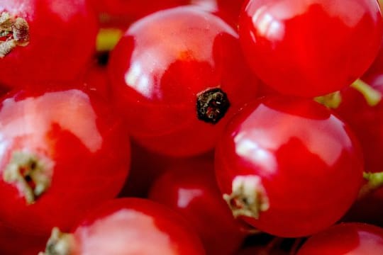 In Johannisbeeren steckt reichlich Flüssigkeit: Mit etwas Zucker und Wasser lässt sich aus den Früchten schnell Saft machen.