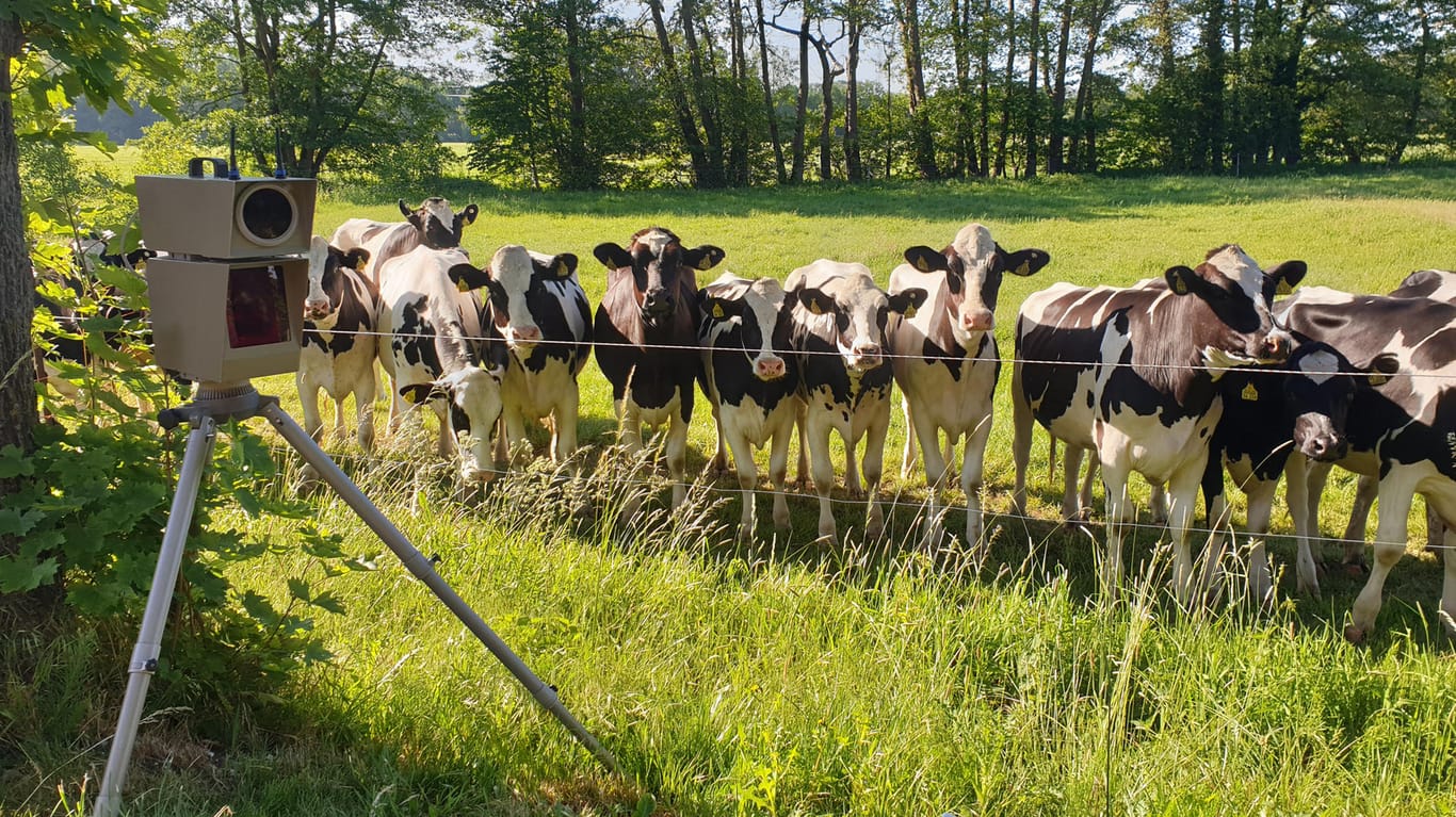 Eine Rinderherde steht an einem Zaun: Offenbar angelockt von dem Blitzlicht einer Tempokontrolle reihten sich die Tiere an den Zaun einer Weide in Bielefeld.