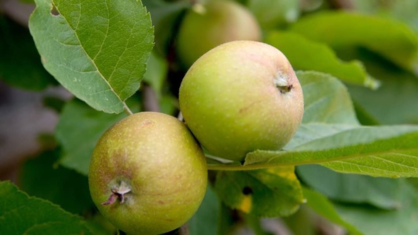 Natürliche Auslese: Hat ein Obstbaum zu viele oder unterentwickelte Früchte, lässt er sie im Juni fallen.