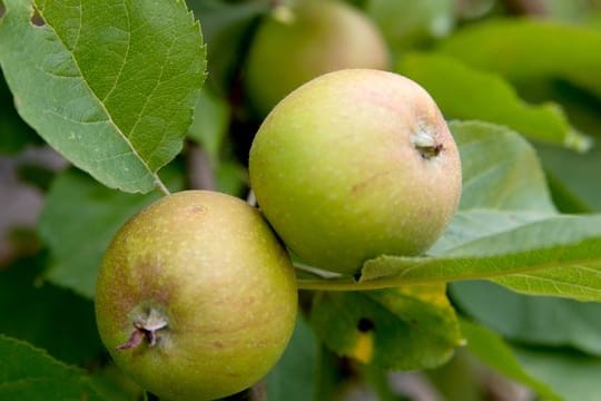 Natürliche Auslese: Hat ein Obstbaum zu viele oder unterentwickelte Früchte, lässt er sie im Juni fallen.