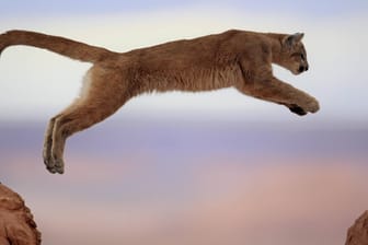 Ein Puma in Colorado: Einer der Berglöwen hat sich in die Stadt verirrt und musste aus einer Garage gerettet werden. (Symbolfoto)