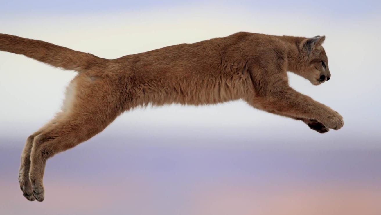 Ein Puma in Colorado: Einer der Berglöwen hat sich in die Stadt verirrt und musste aus einer Garage gerettet werden. (Symbolfoto)