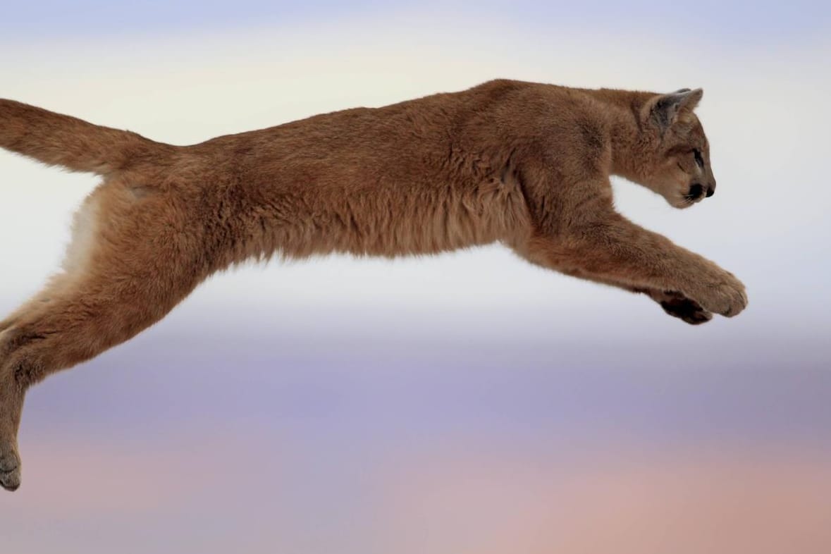 Ein Puma in Colorado: Einer der Berglöwen hat sich in die Stadt verirrt und musste aus einer Garage gerettet werden. (Symbolfoto)