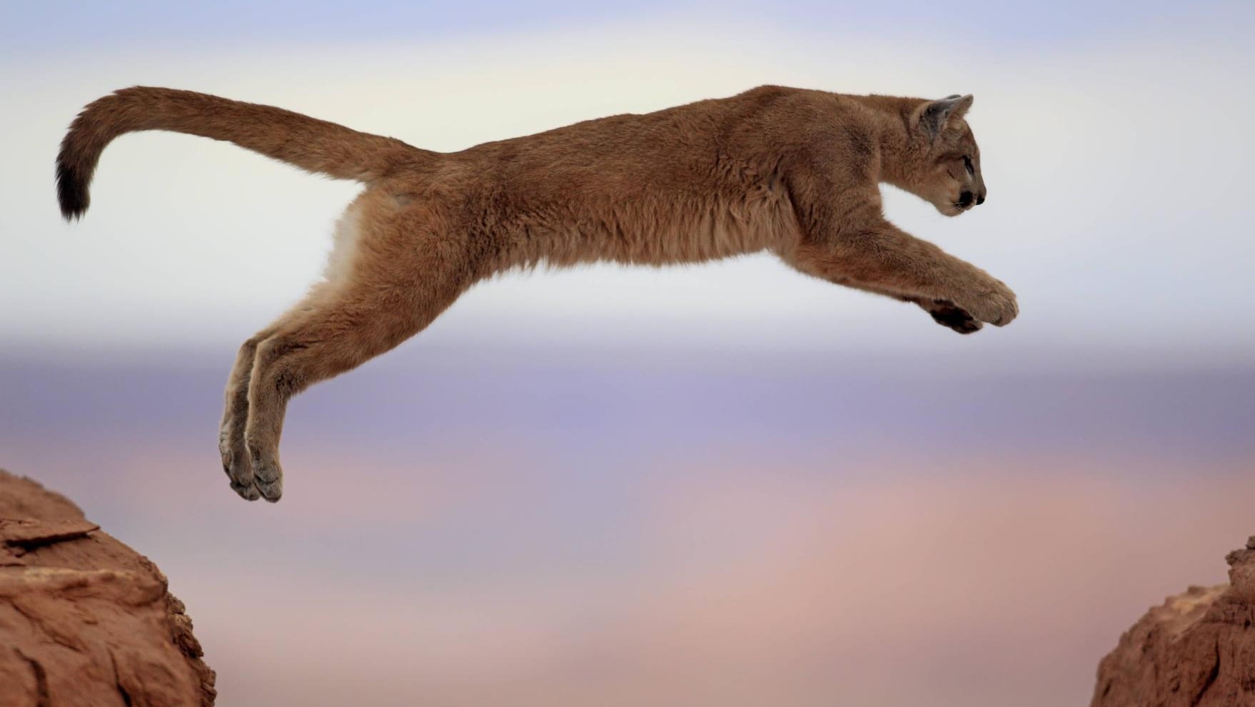 Ein Puma in Colorado: Einer der Berglöwen hat sich in die Stadt verirrt und musste aus einer Garage gerettet werden. (Symbolfoto)