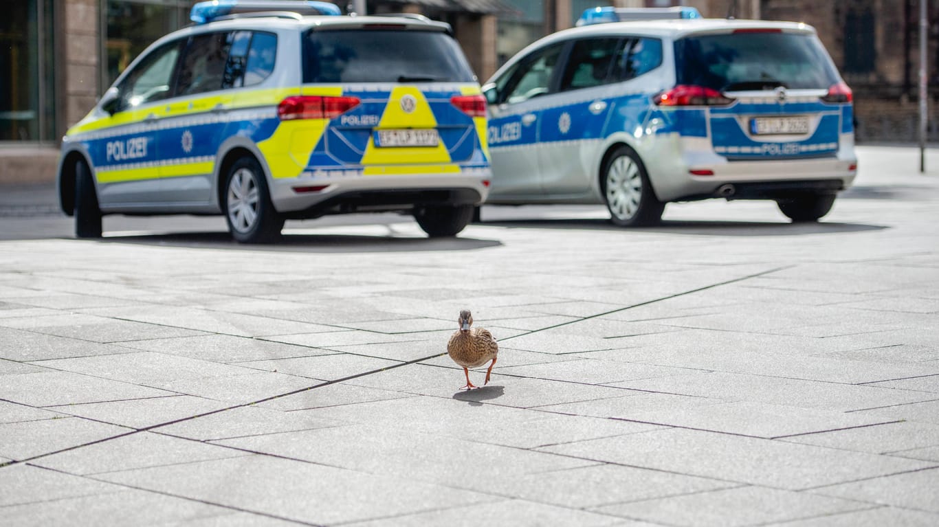 Eine Ente spaziert auf dem leeren Anger in Erfurt (Symbolbild): Der Platz ist zum gefährlichen Ort erklärt worden.