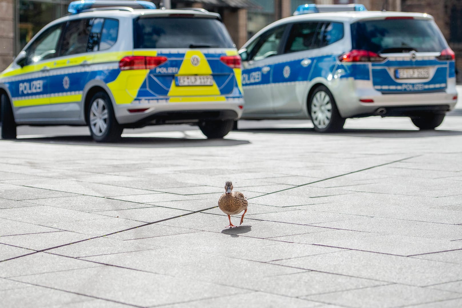 Eine Ente spaziert auf dem leeren Anger in Erfurt (Symbolbild): Der Platz ist zum gefährlichen Ort erklärt worden.