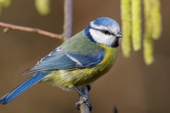 Blaumeise: Tiere, die erkrankt sind, fallen laut Nabu durch veränderte Verhaltensweisen auf.