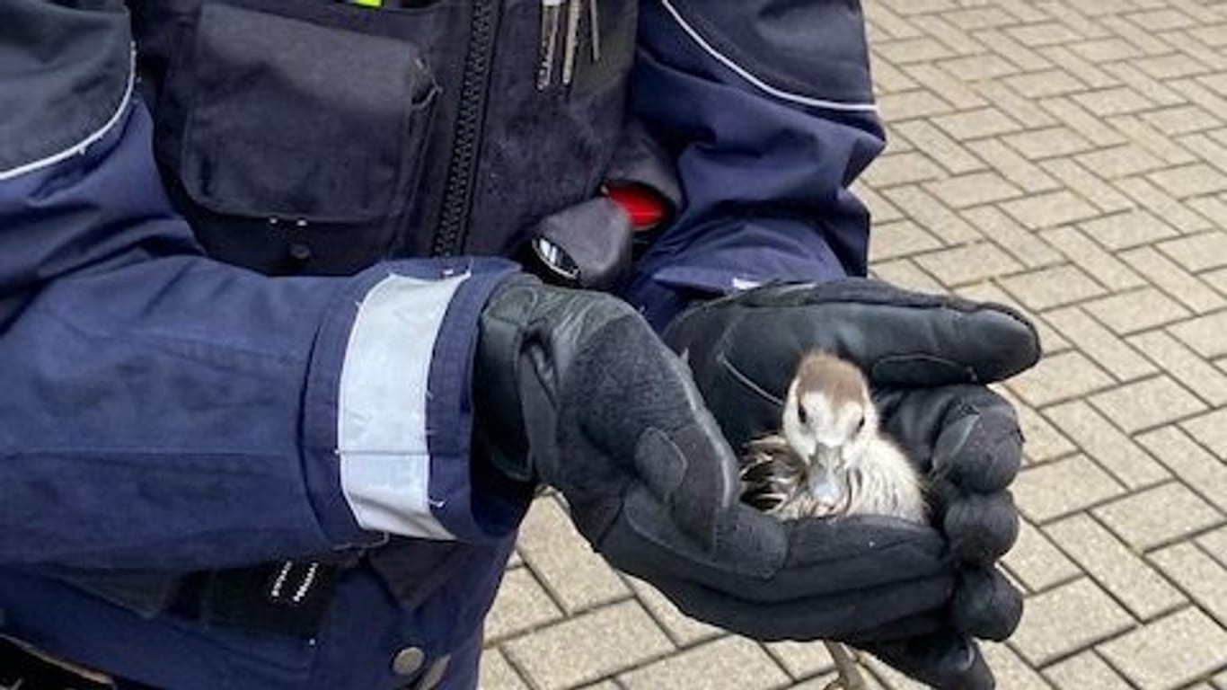 Eine Beamtin der Dortmunder Polizei hält ein Gänseküken in der Hand: Die Tiere konnten in eine Auffangstation gebracht werden.