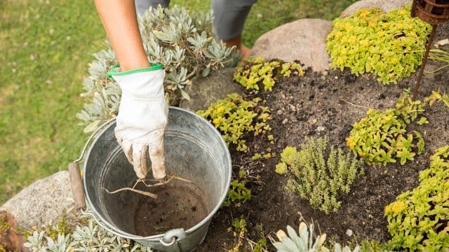 Mühsame Handarbeit: Statt Unkraut so zu entfernen, greifen viele Hobbygärtner lieber zum Gasbrenner - doch das kann gefährlich sein.