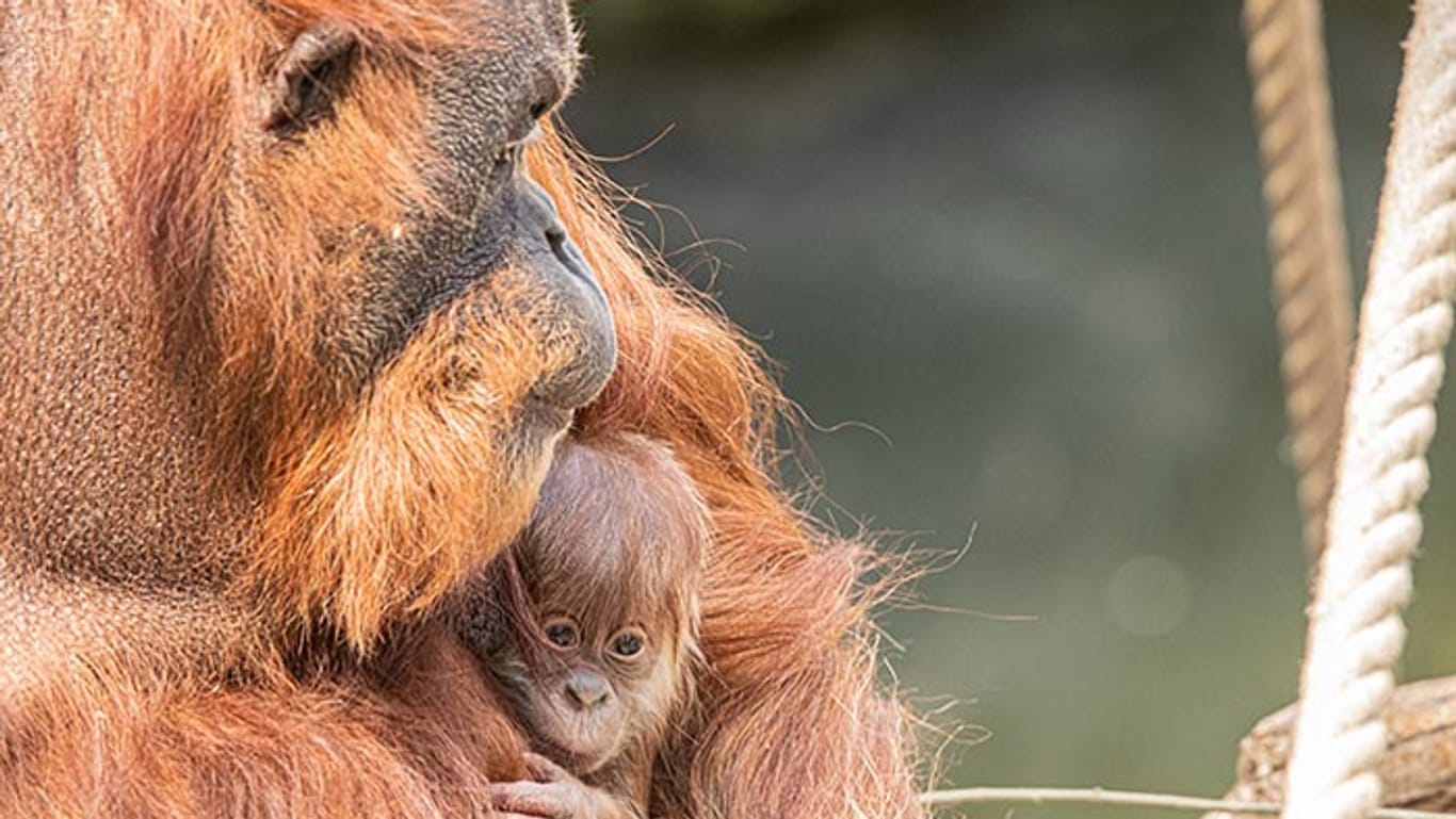 Mutter Toba mit ihrem Orang-Utan-Baby: Der Hamburger Tierpark Harburg freut sich über den überraschenden Nachwuchs.