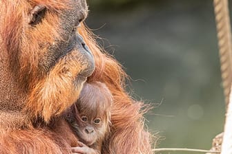 Mutter Toba mit ihrem Orang-Utan-Baby: Der Hamburger Tierpark Harburg freut sich über den überraschenden Nachwuchs.