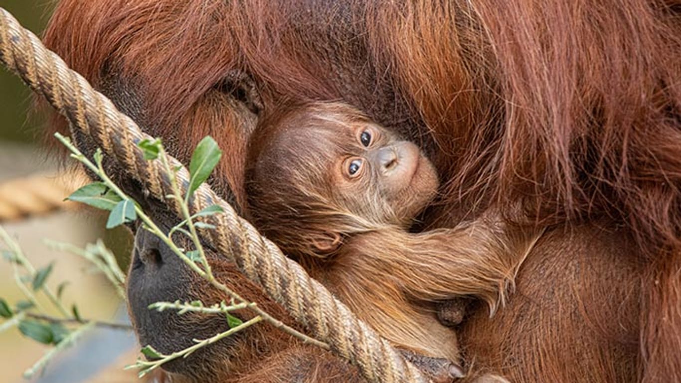 Das Orang-Utan-Baby klammert sich an Mutter Toba: Das Äffchen war am 24. Mai "ganz plötzlich" da.