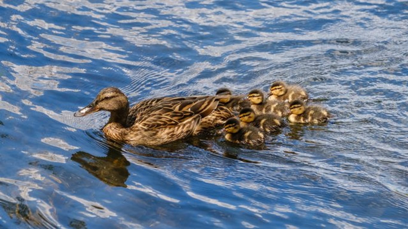 Eine Ente schwimmt mit ihrem Nachwuchs auf einem See (Symbolbild): Eine Kölner Entenmutter hat ihre Küken wohl etwas zu lange aus den Augen gelassen.