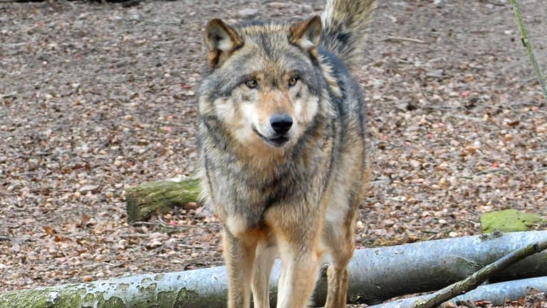 Ein Wolf in Niedersachsen: Ein Autofahrer starb nach einem Zusammenstoß mit dem Tier. (Symbolbild)