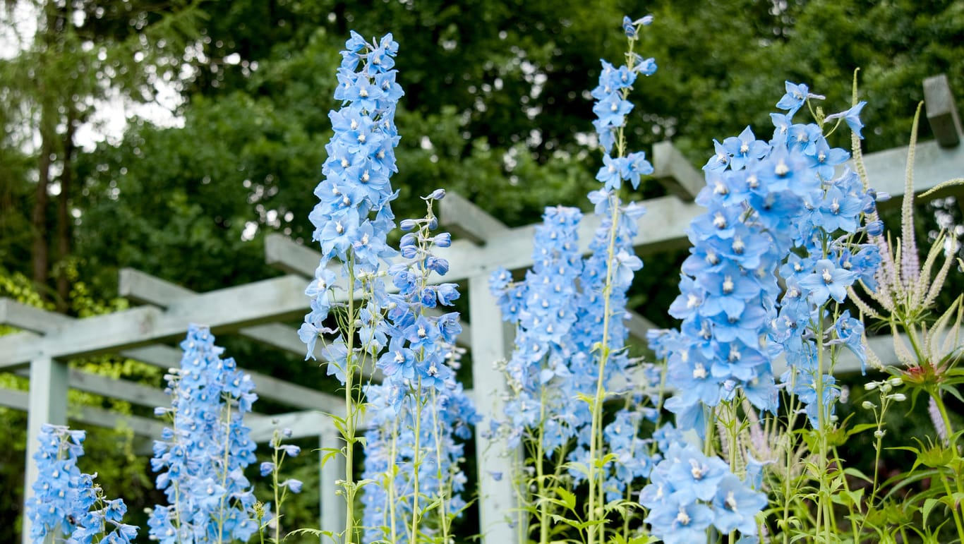 Blaue Blüten: Der Rittersporn ist keine Pflanze für die dritte Reihe.