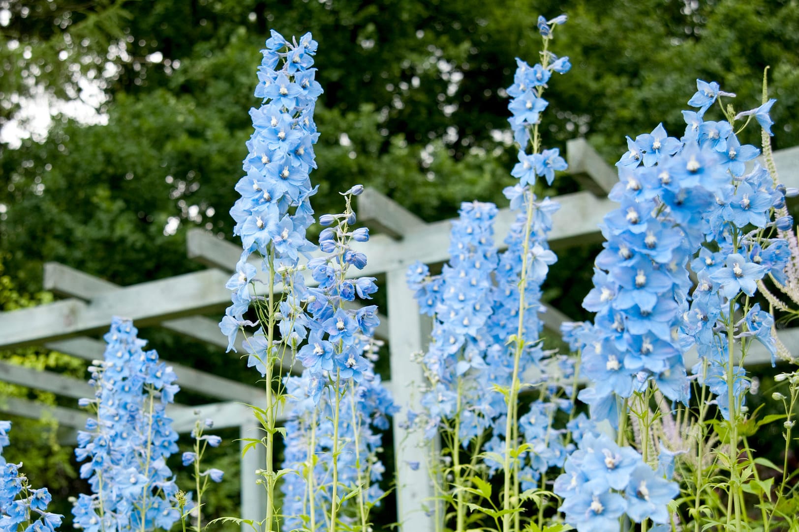 Blaue Blüten: Der Rittersporn ist keine Pflanze für die dritte Reihe.