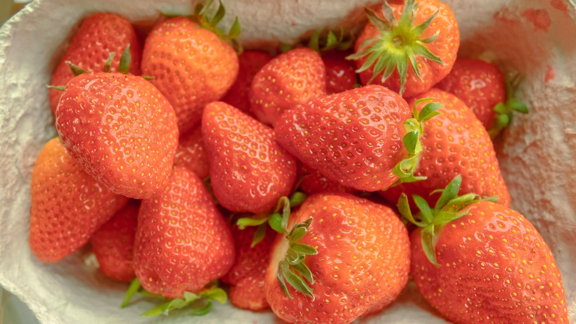 Vom Feld auf den Tisch: Frisch gepflückt schmecken Erdbeeren am besten.