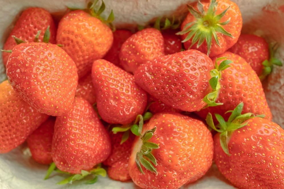Vom Feld auf den Tisch: Frisch gepflückt schmecken Erdbeeren am besten.