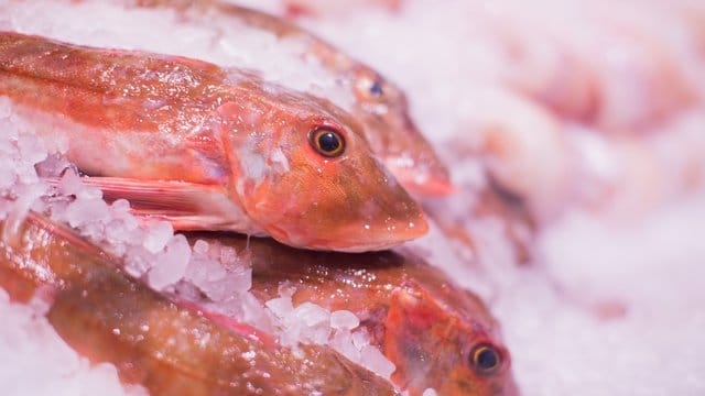 20,5 Kilogramm Fisch werden weltweit pro Kopf und Jahr verzehrt. 20,5 Kilogramm Fisch werden weltweit pro Kopf und Jahr verzehrt.