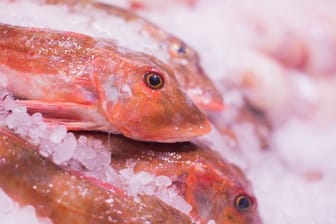 20,5 Kilogramm Fisch werden weltweit pro Kopf und Jahr verzehrt.