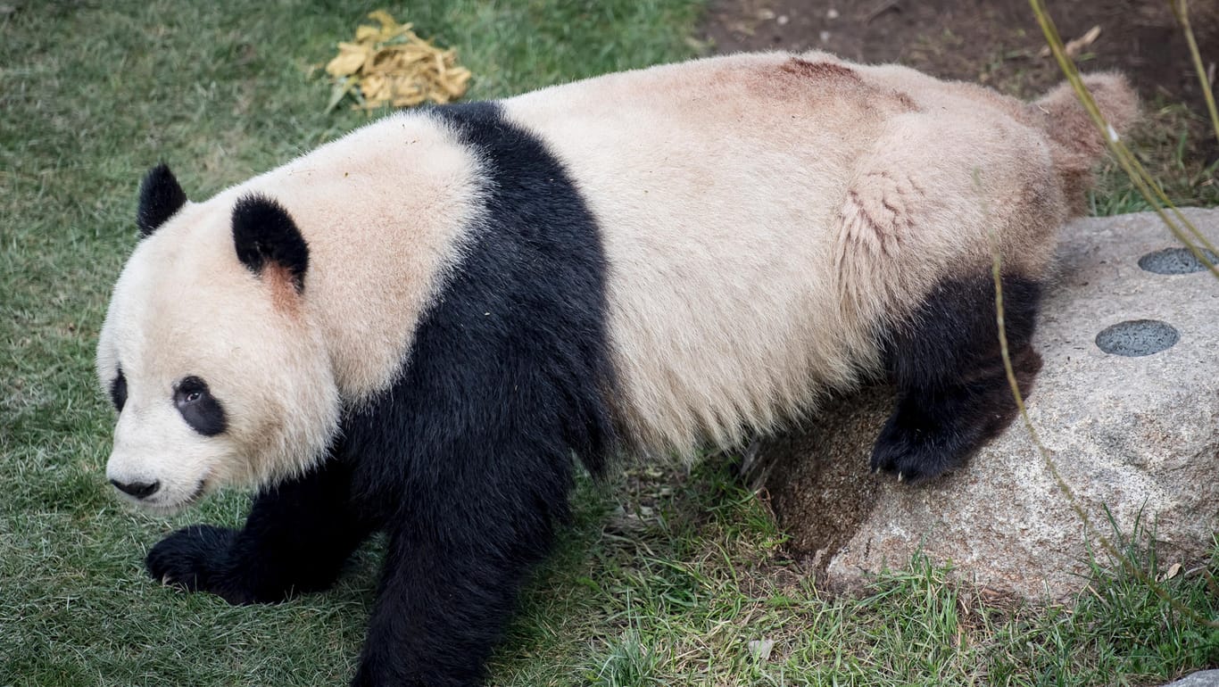 Panda Xin sitzt in seinem Gehege im Kopenhagener Zoo: Das Tier entkam am Montag aus seinem Gehege und streifte durch den Park, bevor das Personal es betäuben und zurückbringen konnte.