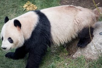 Panda Xin sitzt in seinem Gehege im Kopenhagener Zoo: Das Tier entkam am Montag aus seinem Gehege und streifte durch den Park, bevor das Personal es betäuben und zurückbringen konnte.