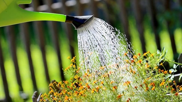 Es geht an heißen Tagen nicht nur ums Wassersparen: Es tut auch den Pflanzen gut, wenn sie nur zu Zeiten gegossen werden, wenn nicht zu viel Gießwasser durch Verdunstung verloren geht.