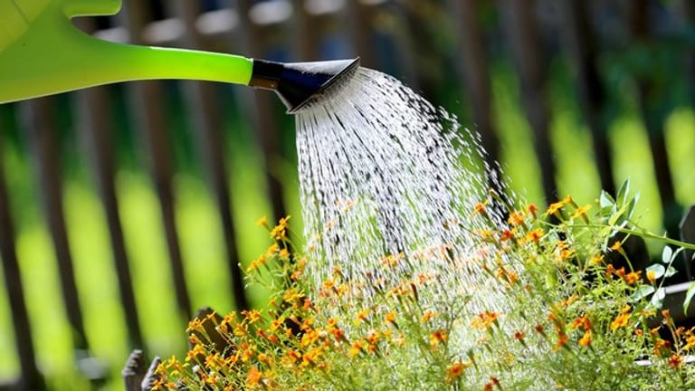 Es geht an heißen Tagen nicht nur ums Wassersparen: Es tut auch den Pflanzen gut, wenn sie nur zu Zeiten gegossen werden, wenn nicht zu viel Gießwasser durch Verdunstung verloren geht.