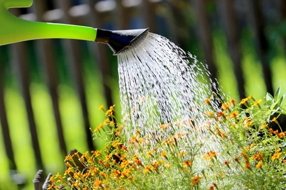 Es geht an heißen Tagen nicht nur ums Wassersparen: Es tut auch den Pflanzen gut, wenn sie nur zu Zeiten gegossen werden, wenn nicht zu viel Gießwasser durch Verdunstung verloren geht.