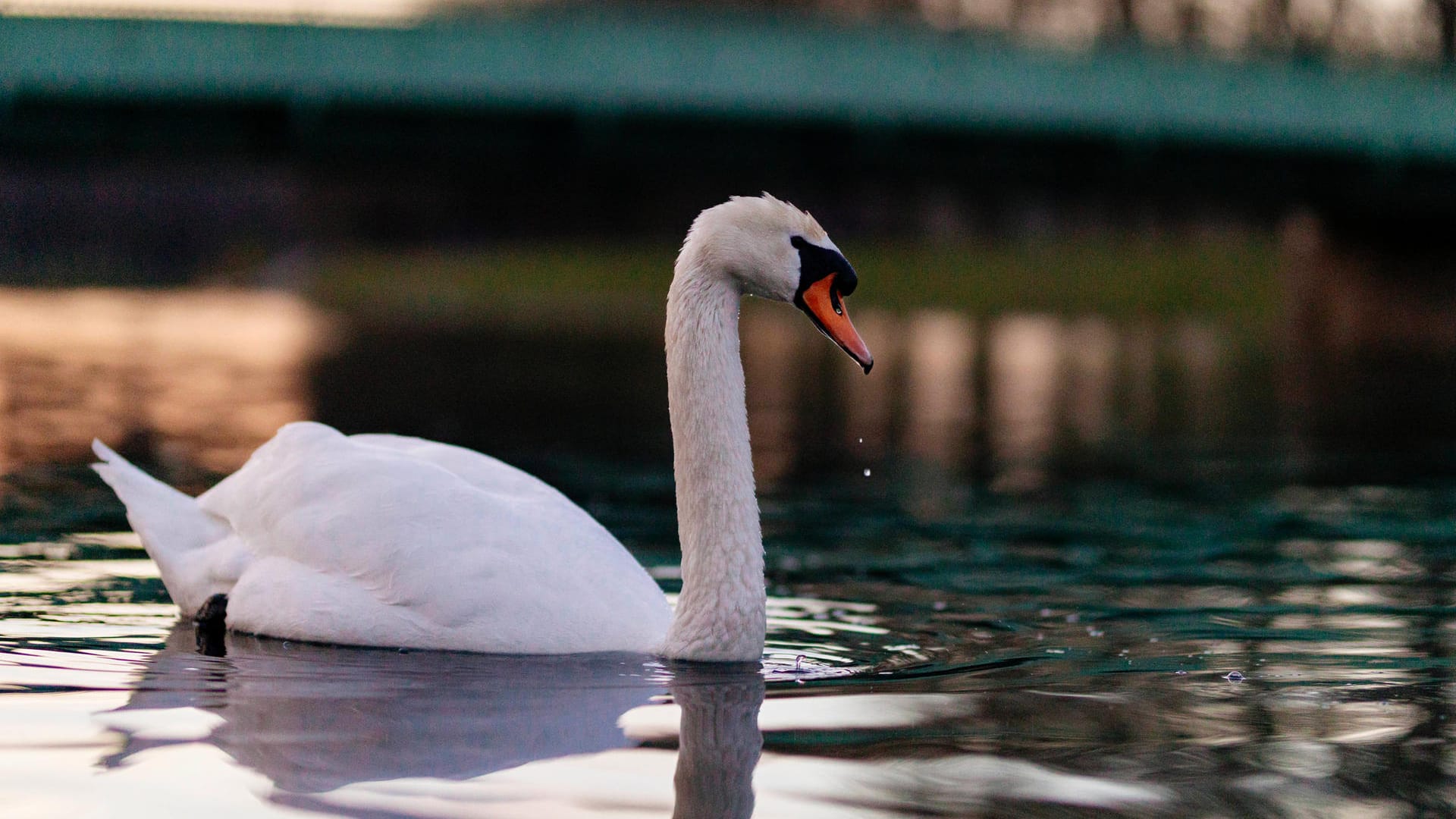 Ein Schwan im Kölner Grüngürtel (Symbolbild): Die Schwänin "Helena" wurde offenbar von einem Unbekannten erschossen.