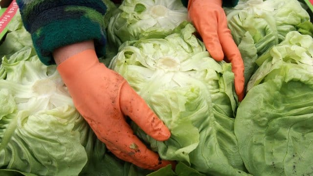 Salatköpfe Salatköpfe