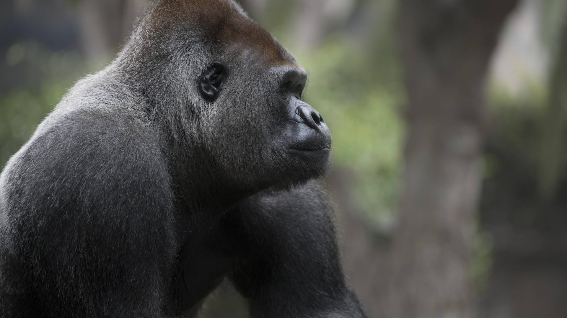 Ein Gorilla: Im Nürnberger Tiergarten musste ein solches Tier eingeschläfert werden. Ein Gorilla: Im Nürnberger Tiergarten musste ein solches Tier eingeschläfert werden.